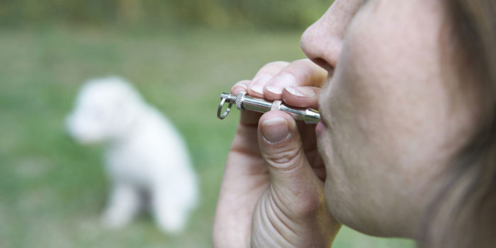 Dog Whistles & Trigger Warnings